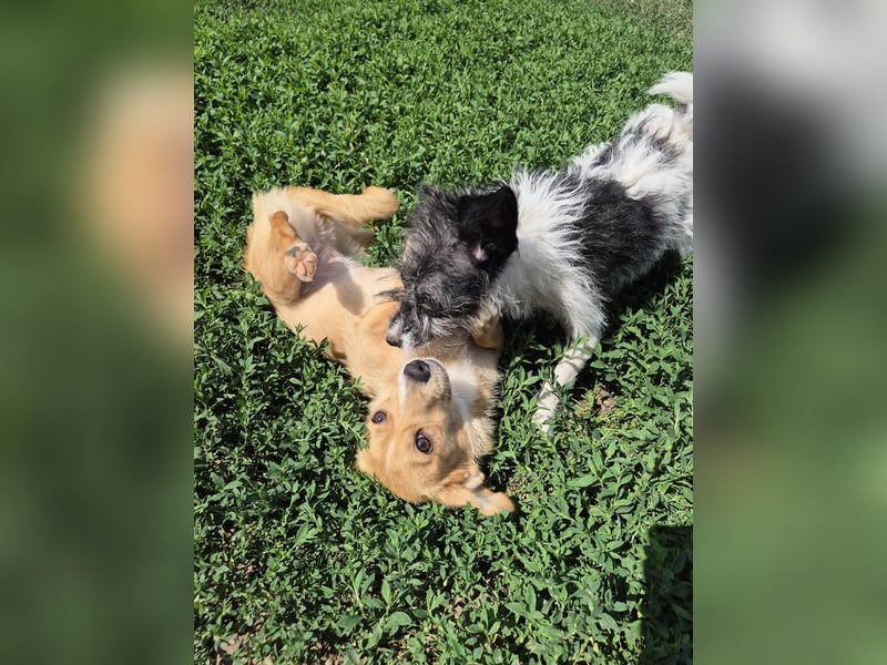 Zuckermäuschen Era sucht liebes Zuhause