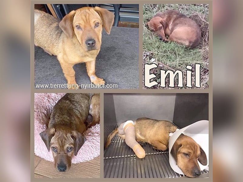 EMIL, süsser kleiner Fratz. Mag Kinder und auch Katzen