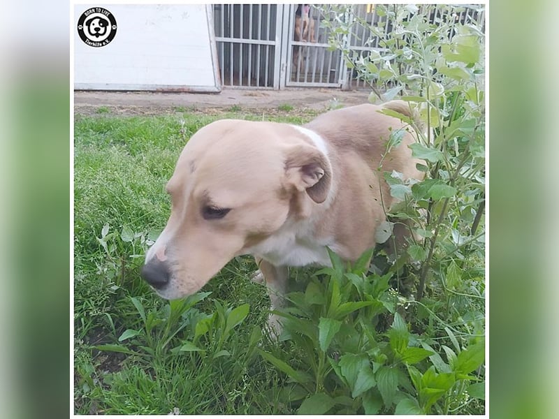 GREGOR, zuckersüsser, kleiner Fratz