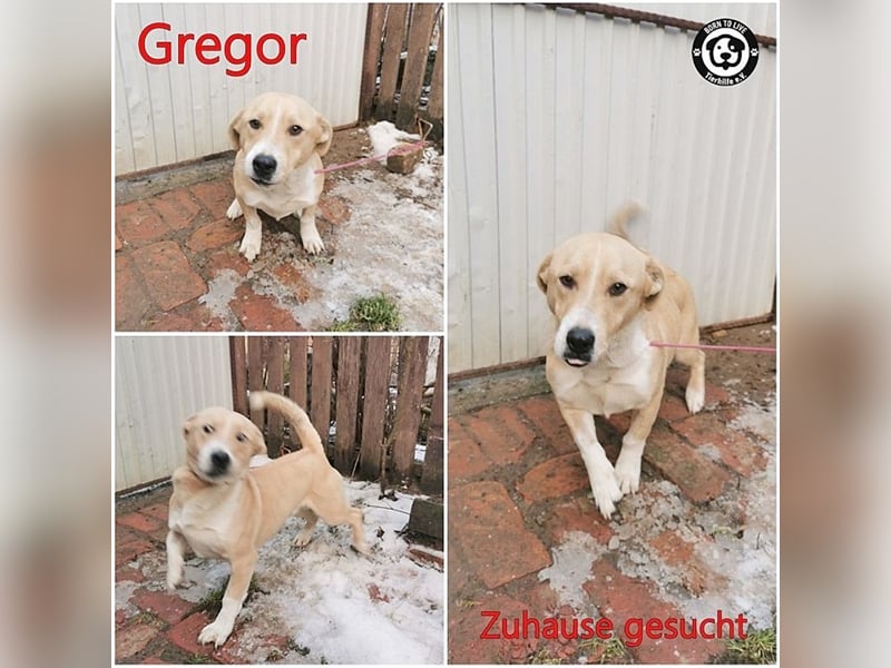 GREGOR, zuckersüsser, kleiner Fratz