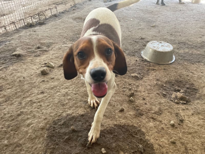HANDY - ein GANZ besonderer Hund