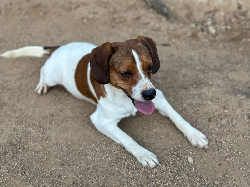 HANDY - ein GANZ besonderer Hund