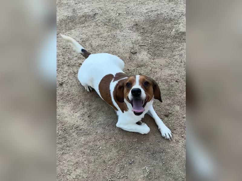 HANDY - ein GANZ besonderer Hund