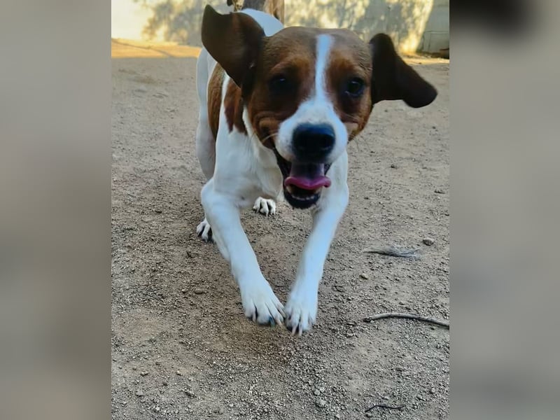 HANDY - ein GANZ besonderer Hund