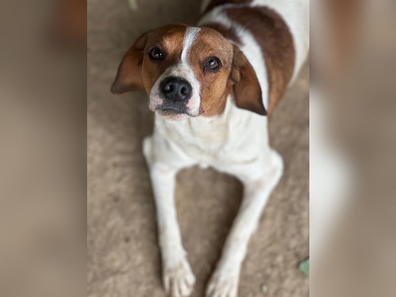 HANDY - ein GANZ besonderer Hund