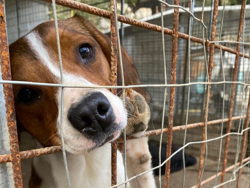 HANDY - ein GANZ besonderer Hund