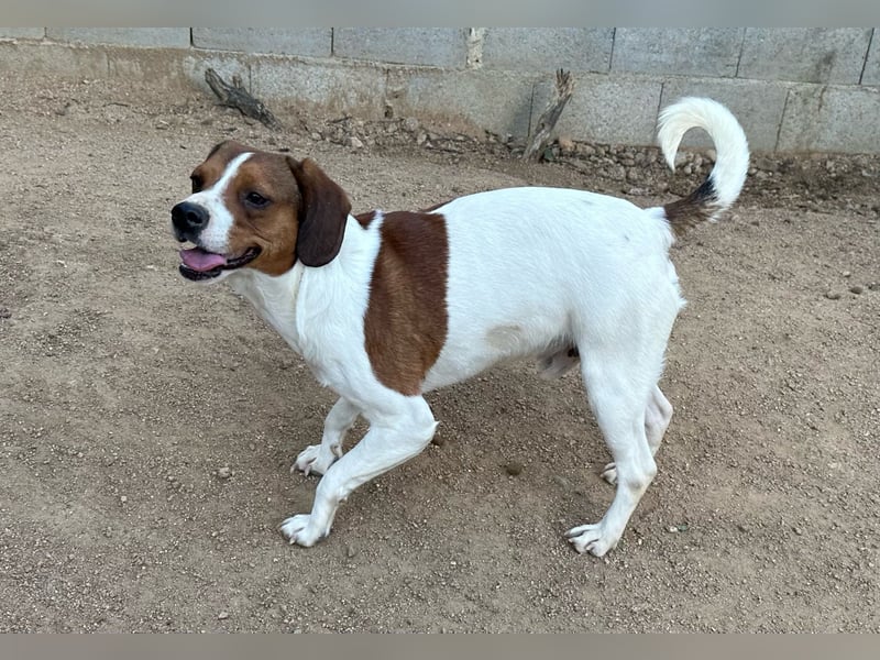 HANDY - ein GANZ besonderer Hund