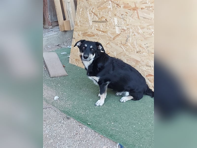 Daiana - sehr liebe, kleine Familienhündin