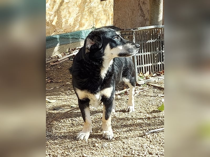 Daiana - sehr liebe, kleine Familienhündin