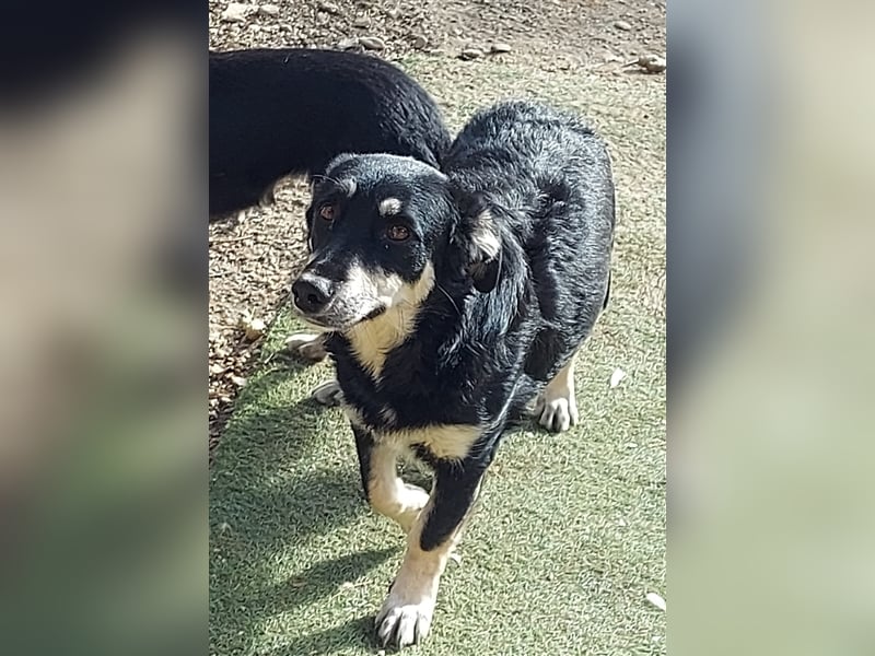 Daiana - sehr liebe, kleine Familienhündin