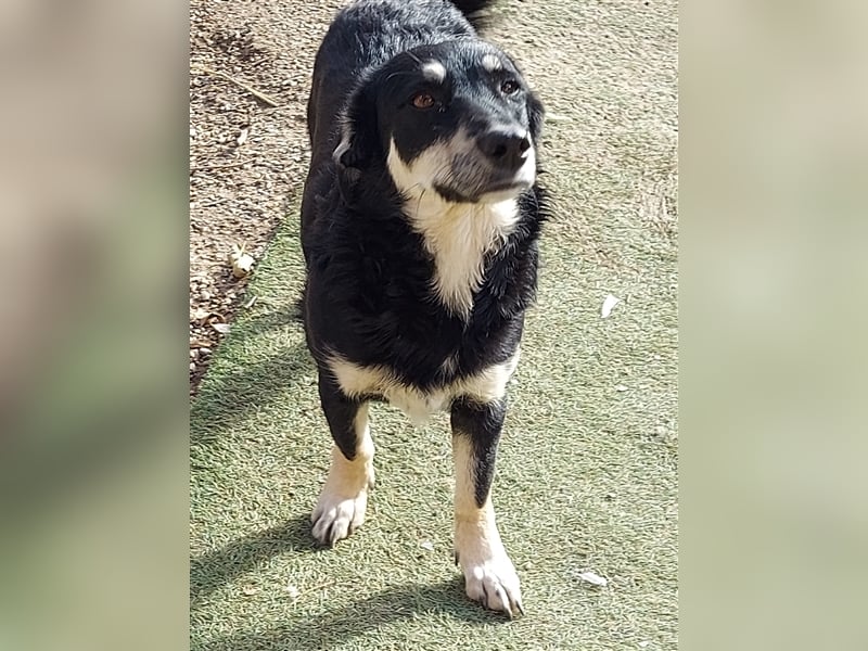 Daiana - kleine, menschenbezogene Hündin sucht liebevolles Zuhause, *03/2021, ca. 35cm