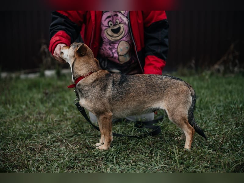 kleine Familienhündin Fiona