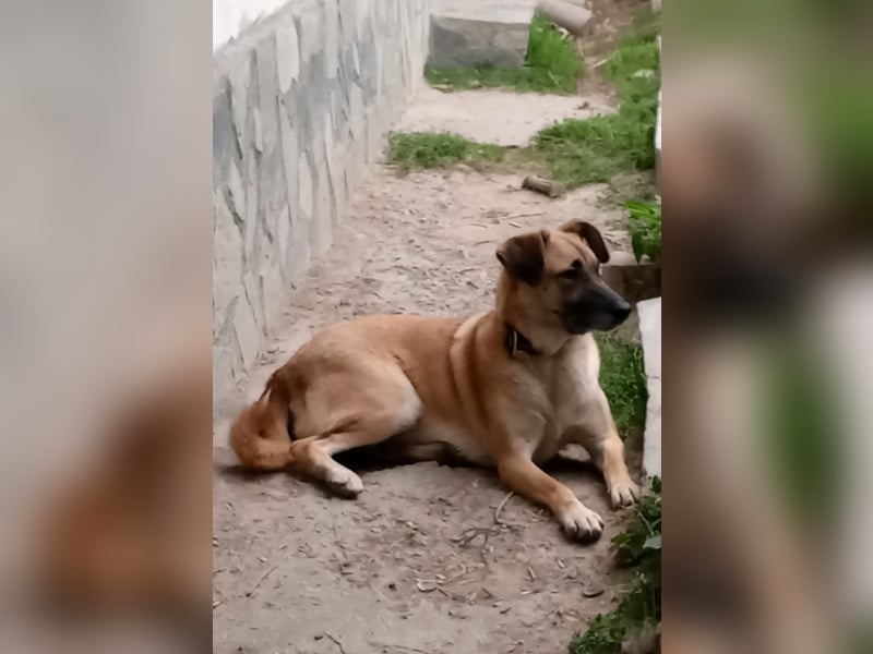 Familienhündin Gerda sucht Anschluss.