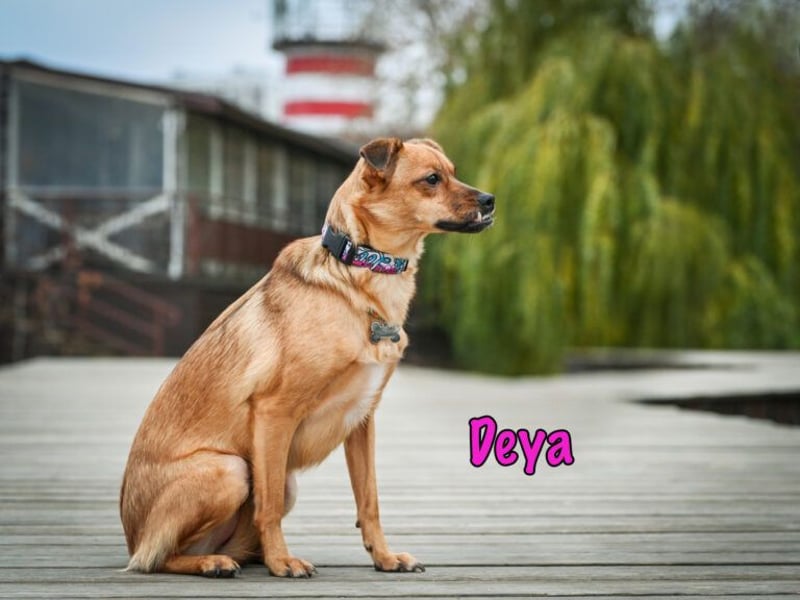Deya geb. 02/2021 (in Deutschland) - kleine Maus sucht zweite Chance!