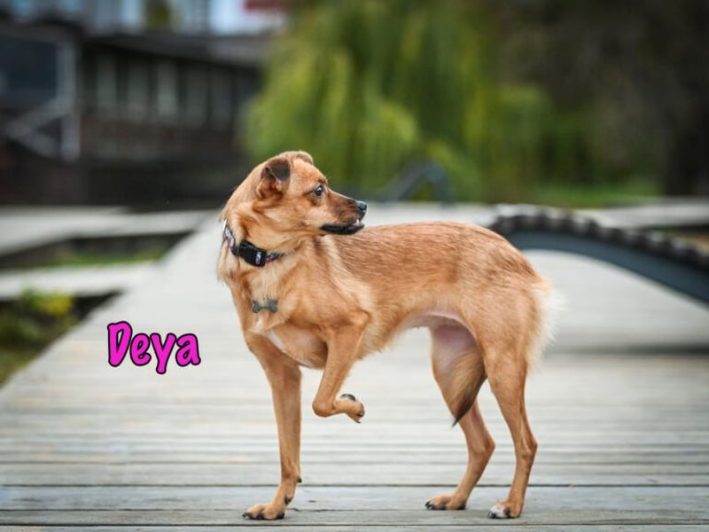 Deya geb. 02/2021 (in Deutschland) - kleine Maus sucht zweite Chance!