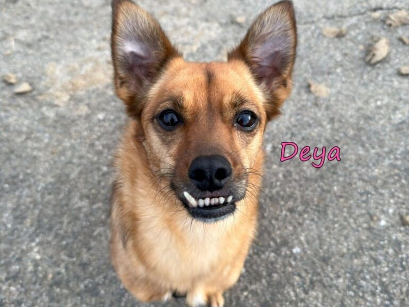 Deya geb. 02/2021 (in Deutschland) - kleine Maus sucht zweite Chance!