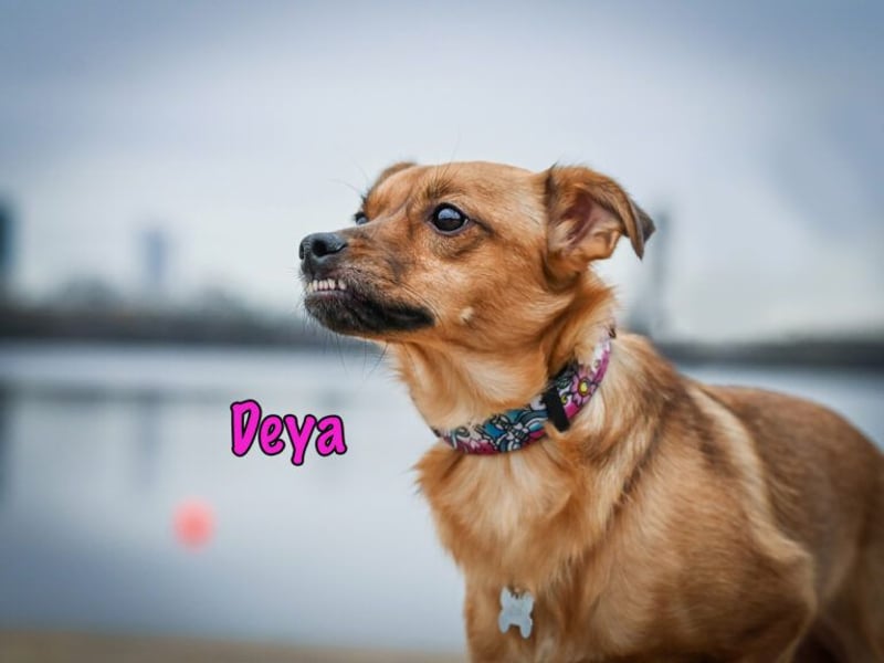 Deya geb. 02/2021 (in Deutschland) - kleine Maus sucht zweite Chance!