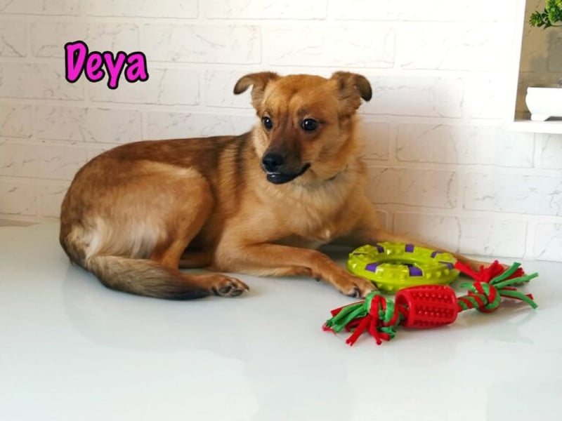 Deya geb. 02/2021 (in Deutschland) - kleine Maus sucht zweite Chance!