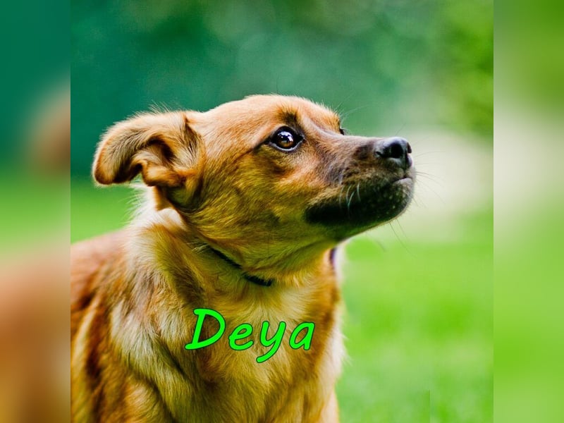 Deya geb. 02/2021 (in Deutschland) - kleine Maus sucht zweite Chance!