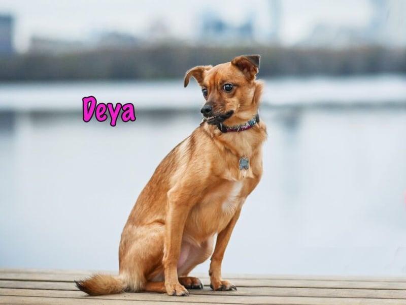Deya geb. 02/2021 (in Deutschland) - kleine Maus sucht zweite Chance!