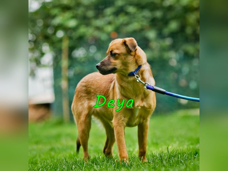 Deya geb. 02/2021 (in Deutschland) - kleine Maus sucht zweite Chance!