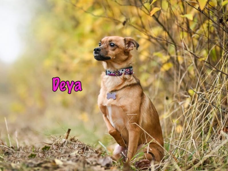 Deya geb. 02/2021 (in Deutschland) - kleine Maus sucht zweite Chance!