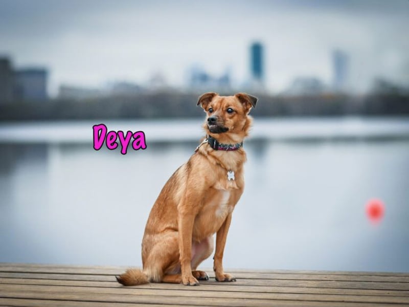 Deya geb. 02/2021 (in Deutschland) - kleine Maus sucht zweite Chance!