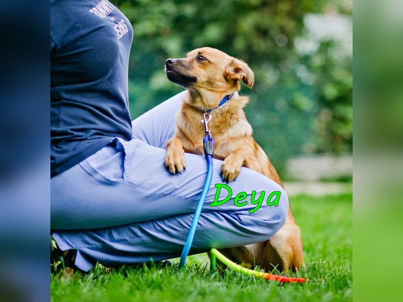 Deya geb. 02/2021 (in Deutschland) - kleine Maus sucht zweite Chance!
