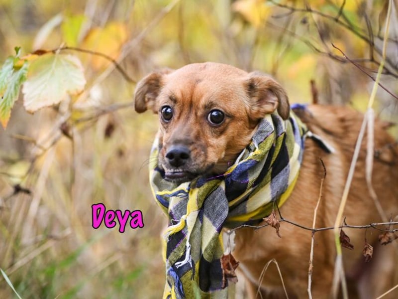 Deya geb. 02/2021 (in Deutschland) - kleine Maus sucht zweite Chance!