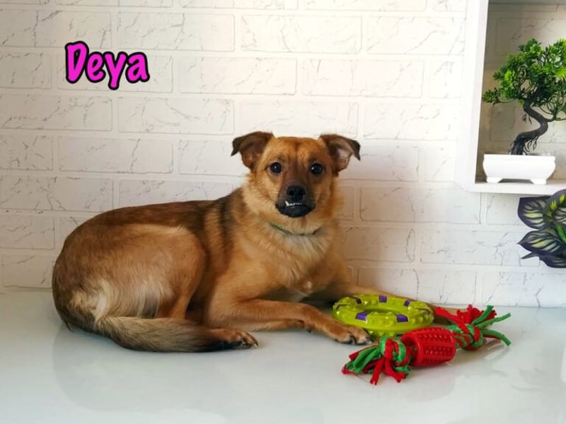 Deya geb. 02/2021 (in Deutschland) - kleine Maus sucht zweite Chance!