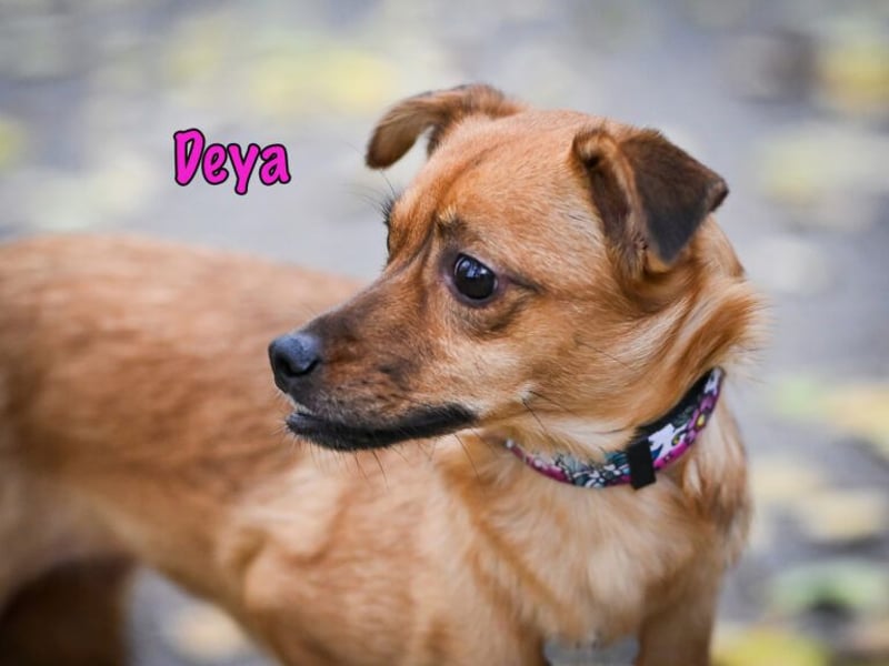 Deya geb. 02/2021 (in Deutschland) - kleine Maus sucht zweite Chance!
