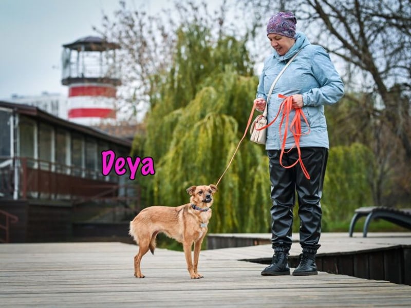Deya geb. 02/2021 (in Deutschland) - kleine Maus sucht zweite Chance!