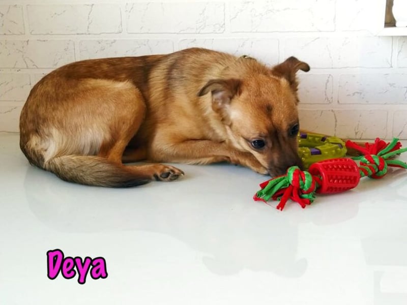 Deya geb. 02/2021 (in Deutschland) - kleine Maus sucht zweite Chance!