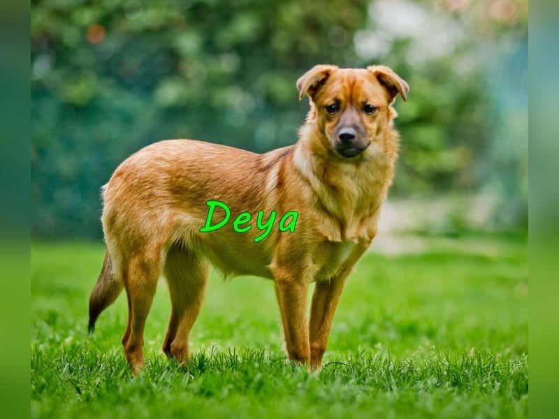 Deya geb. 02/2021 (in Deutschland) - kleine Maus sucht zweite Chance!