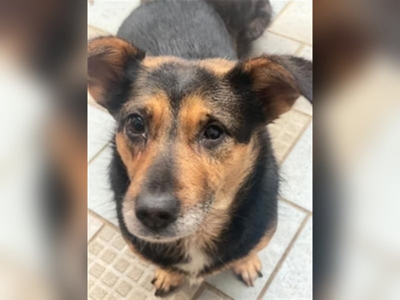 Klara - fröhliche, kleine Dame sucht Plätzchen auf dem Sofa