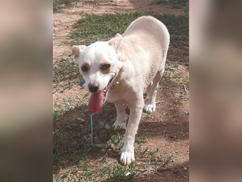 Milva & Elvis warten im Tierpflegenest in 71522 Backnang