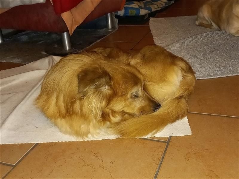*Handicap* - blinder Zorro liebt Menschen sehr
