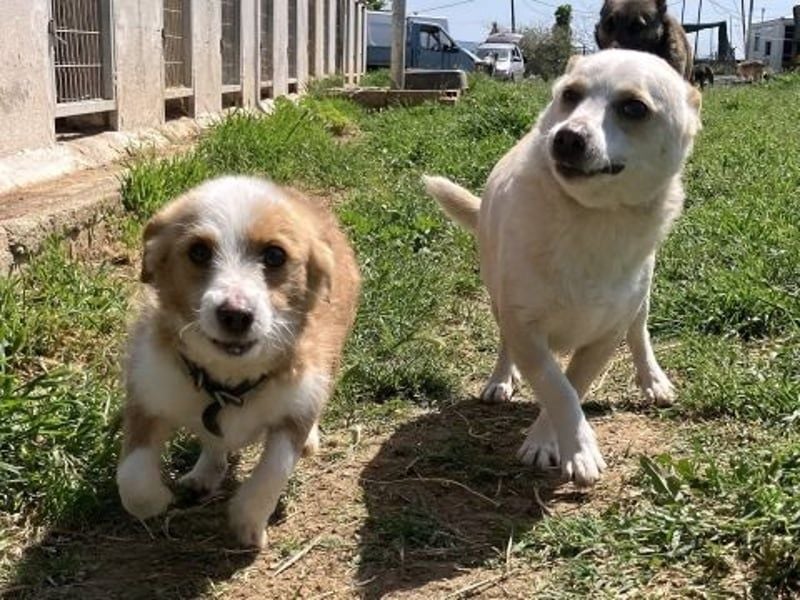 Milva & Elvis -kleine Herzensbrecher warten im Tierpflegenest in 71522 Backnang