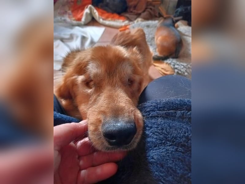 *Handicap* - blinder Zorro liebt Menschen seh