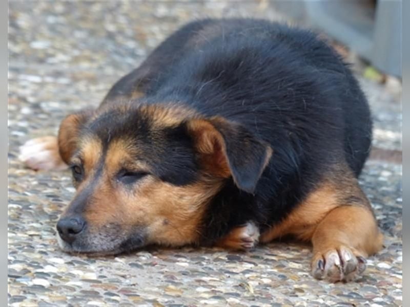 Klara - fröhliche, kleine Dame sucht Plätzchen auf dem Sofa