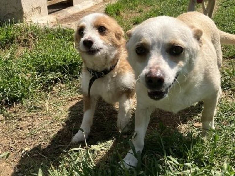 Milva & Elvis -kleine Herzensbrecher warten im Tierpflegenest in 71522 Backnang