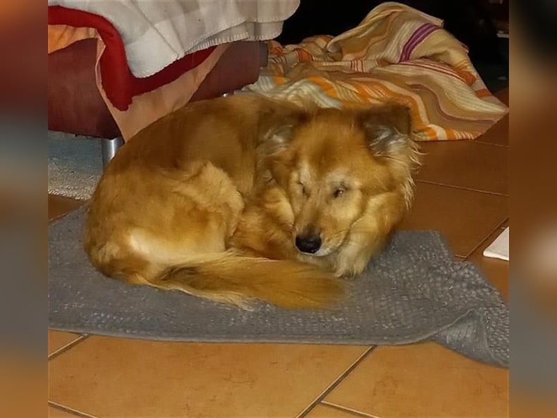 *Handicap* - blinder Zorro liebt Menschen sehr