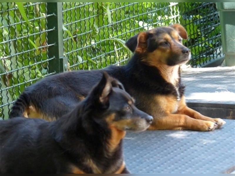 Klara - fröhliche, kleine Dame sucht Plätzchen auf dem Sofa