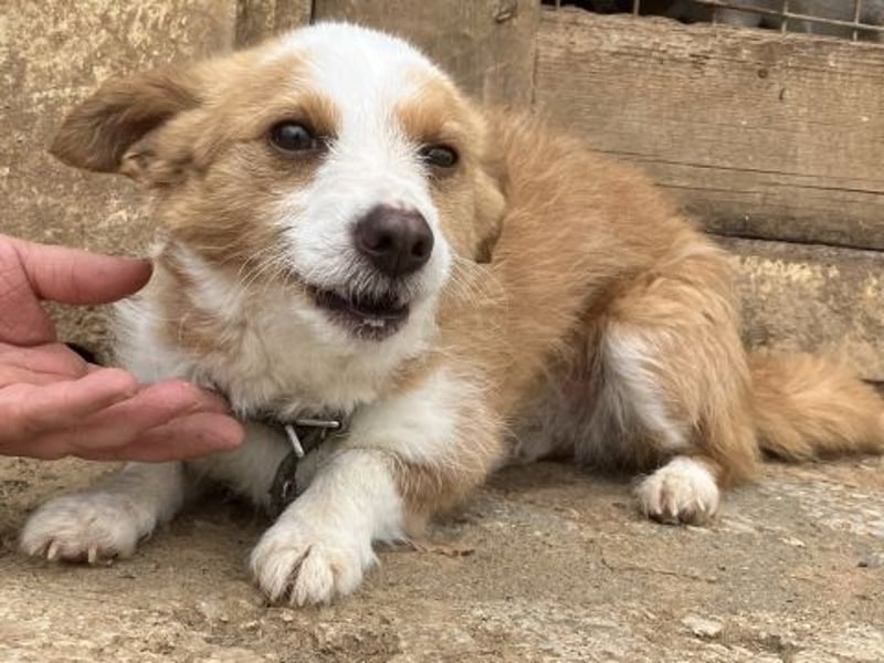 Milva & Elvis warten im Tierpflegenest in 71522 Backnang Milva & Elvis warten im Tierpflegenest in 71522 Backnang