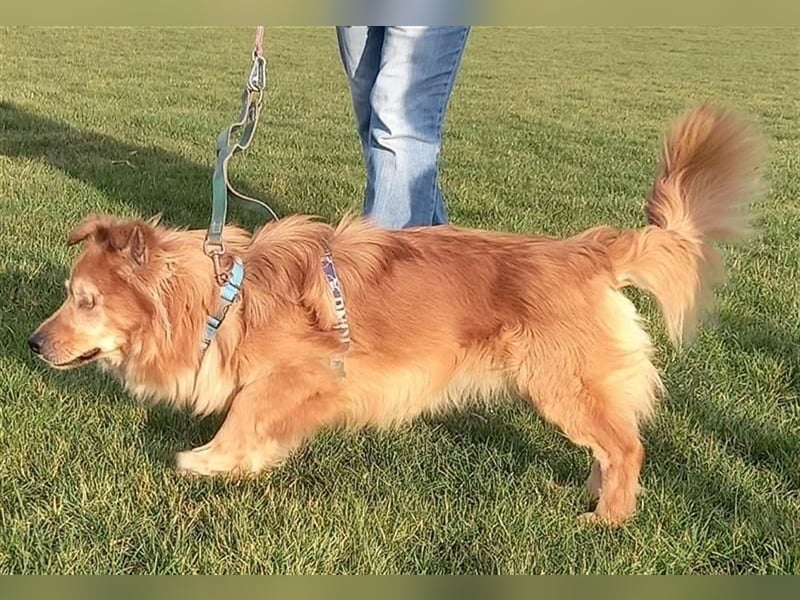 *Handicap* - blinder Zorro liebt Menschen sehr