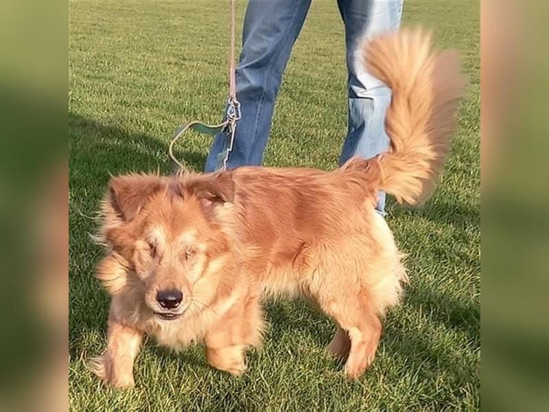 *Handicap* - blinder Zorro liebt Menschen seh