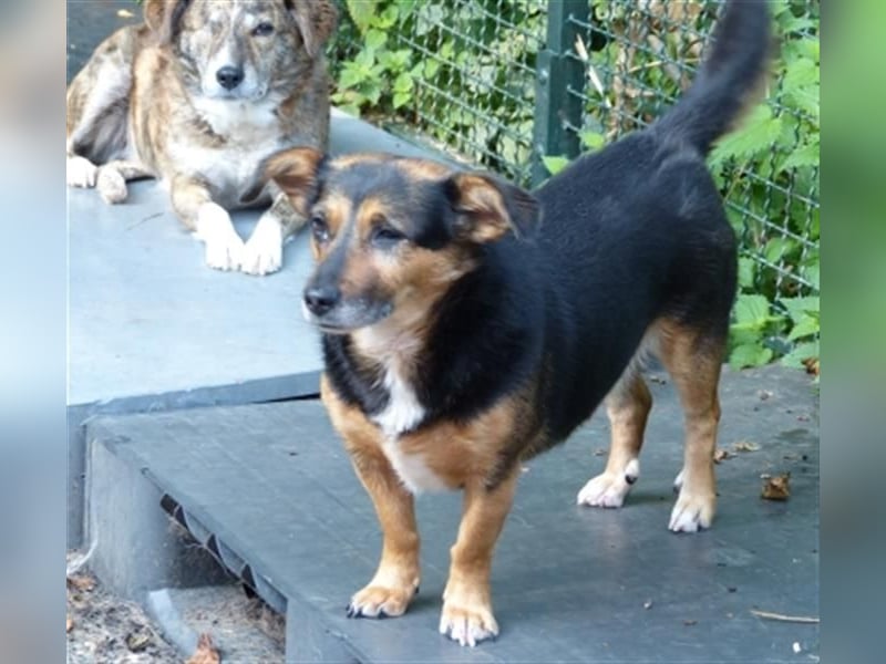 Klara - fröhliche, kleine Dame sucht Plätzchen auf dem Sofa