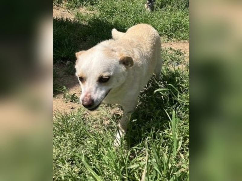 Milva & Elvis -kleine Herzensbrecher warten im Tierpflegenest in 71522 Backnang