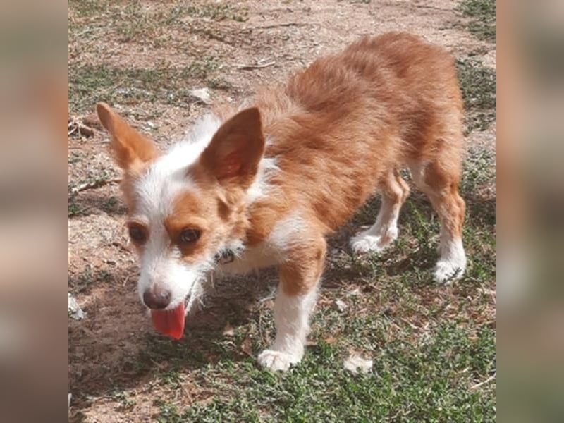Milva & Elvis warten im Tierpflegenest in 71522 Backnang