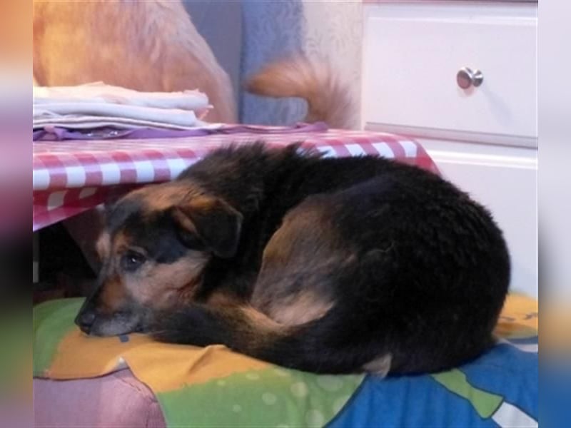 Klara - fröhliche, kleine Dame sucht Plätzchen auf dem Sofa